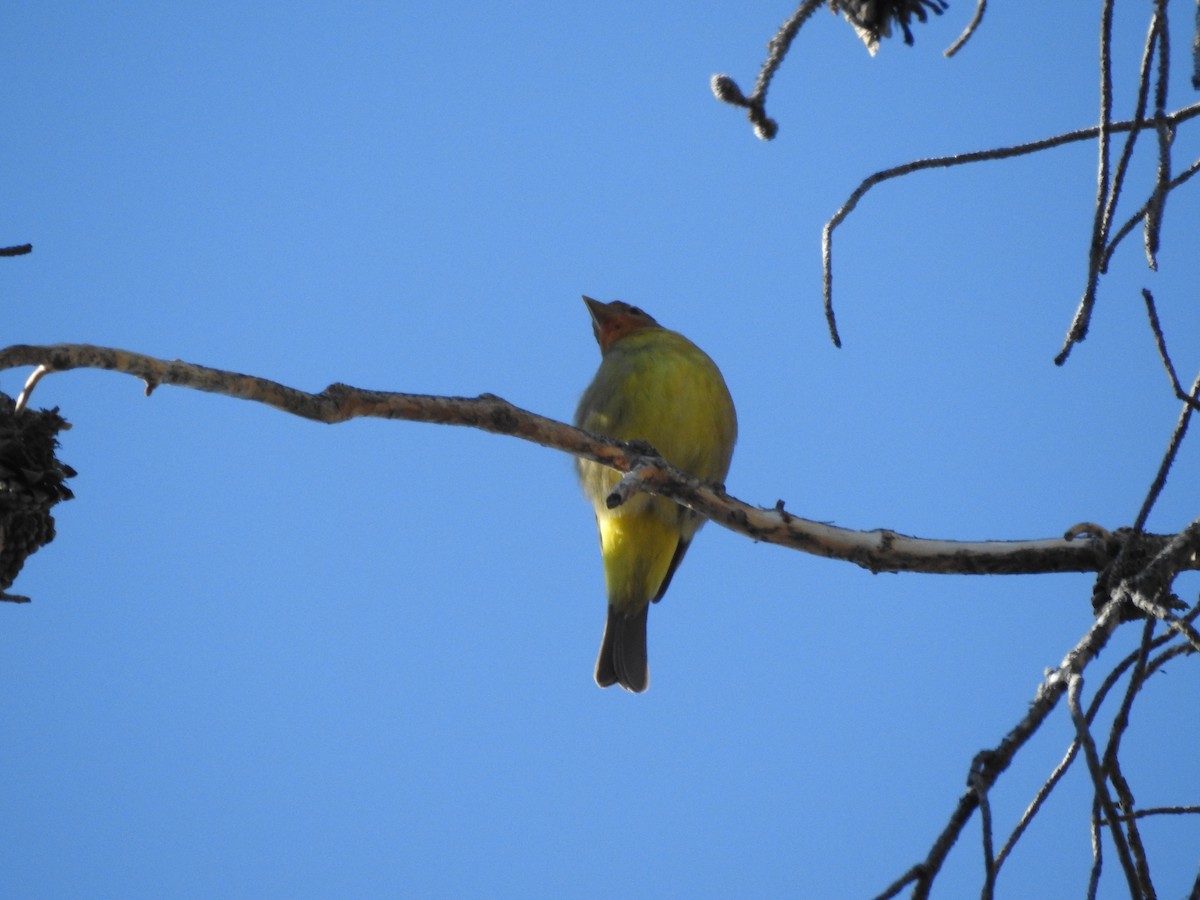 Western Tanager - ML241104611