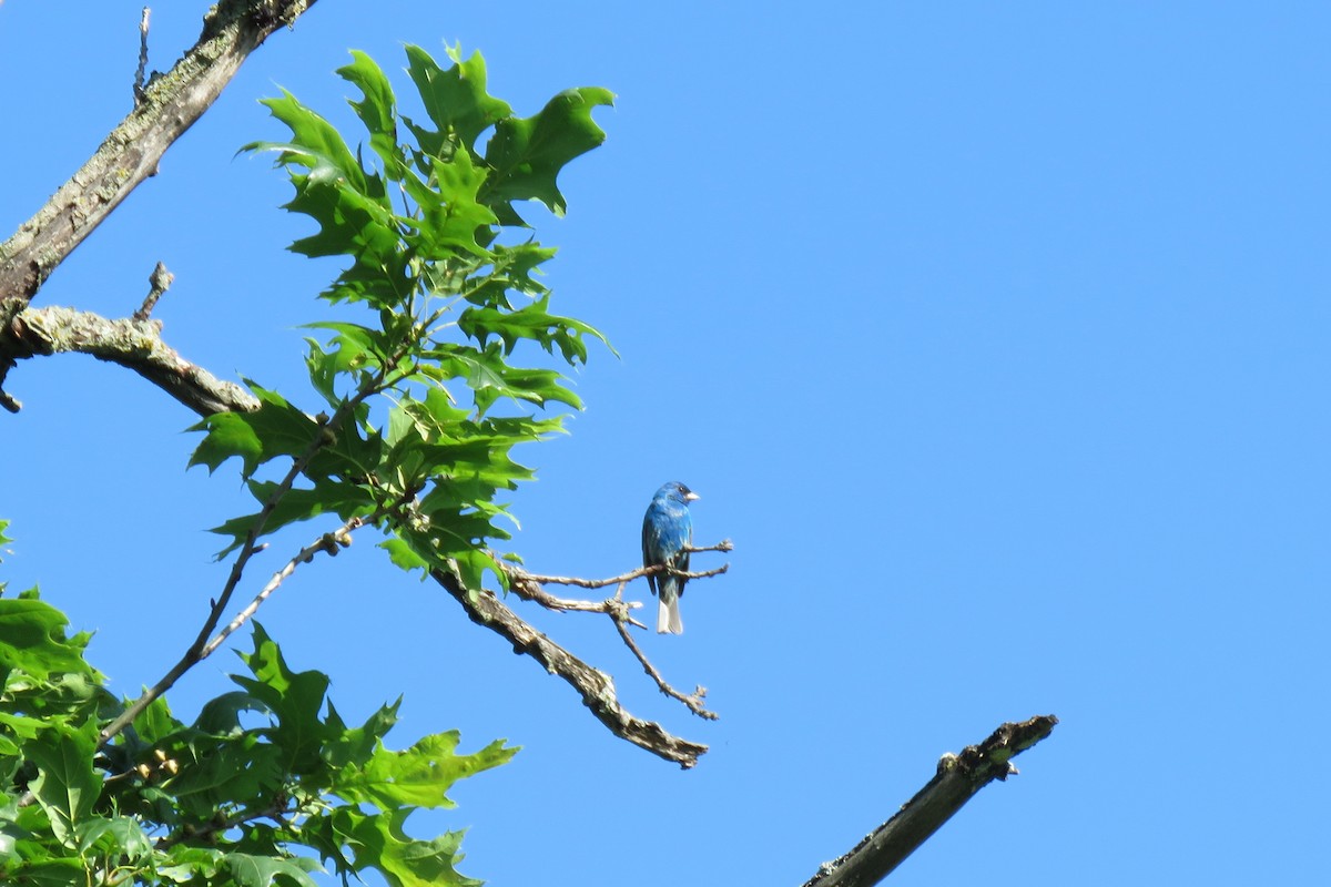 Indigo Bunting - ML241105431