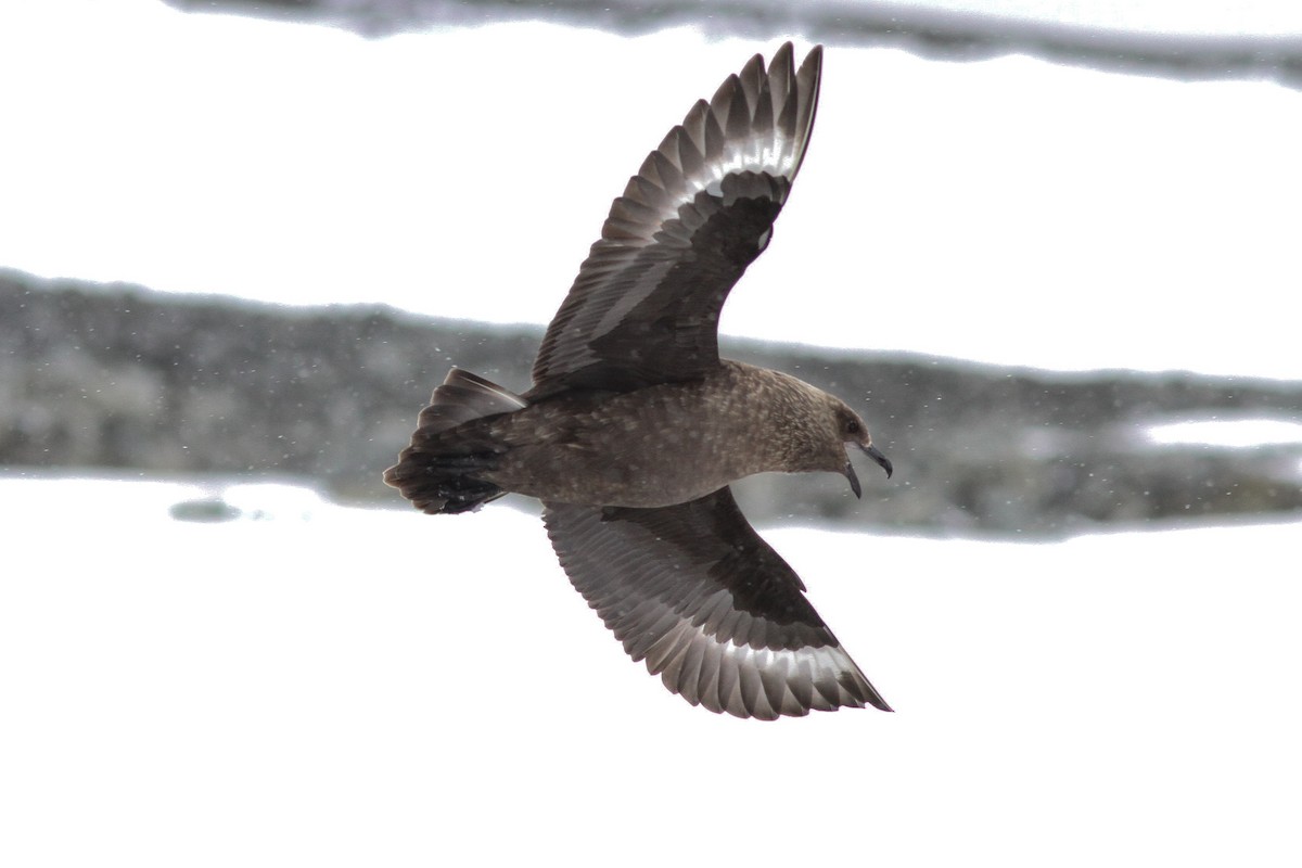 Brown Skua - Steve Kelling