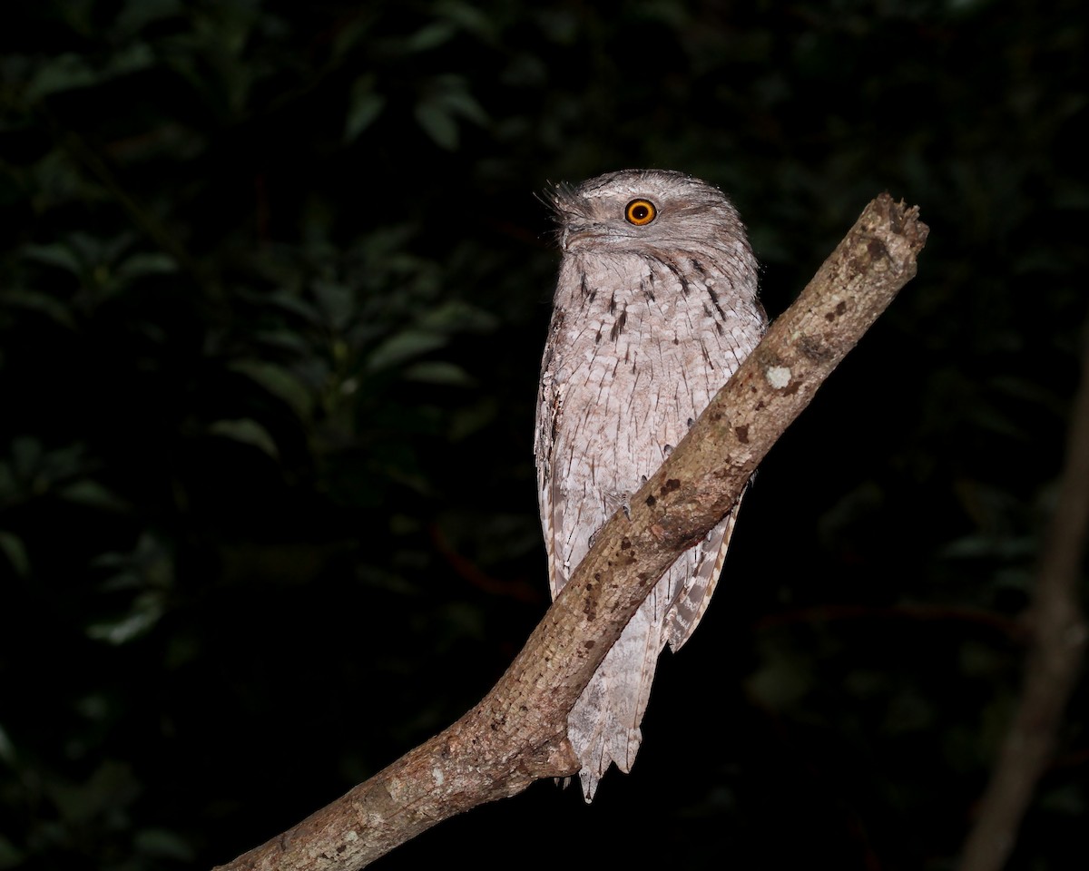 Tawny Frogmouth - Chris Murray