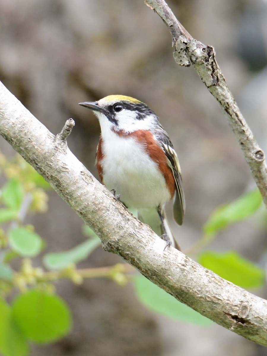 Chestnut-sided Warbler - ML241107371