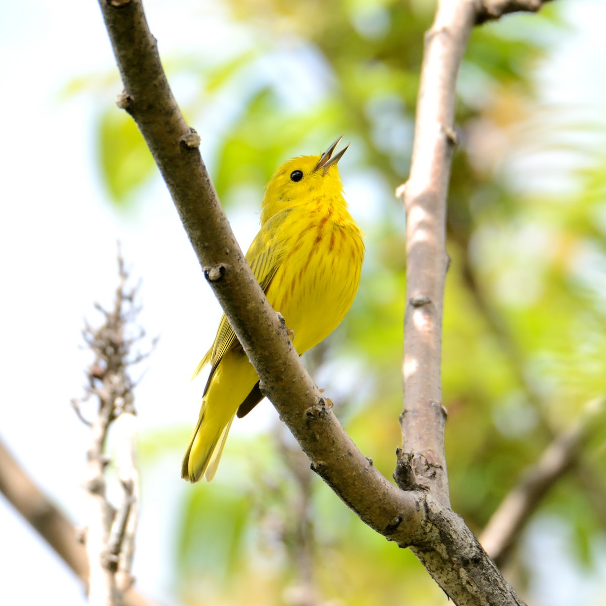 Yellow Warbler - Claude Letourneau