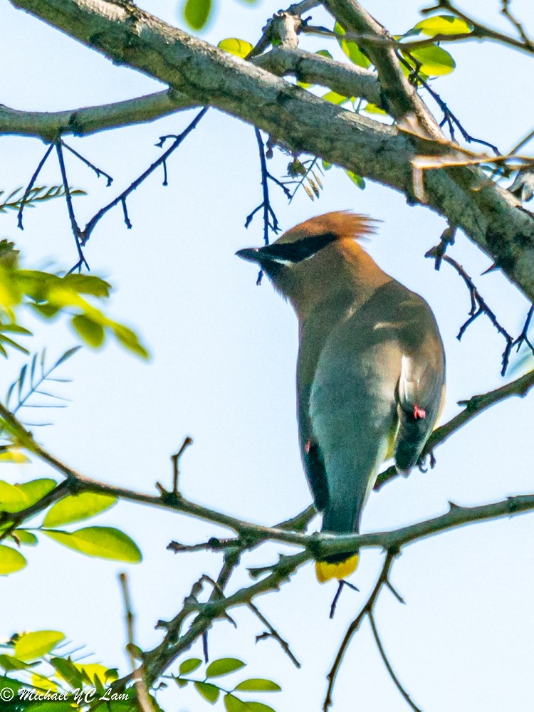 Cedar Waxwing - ML241107711