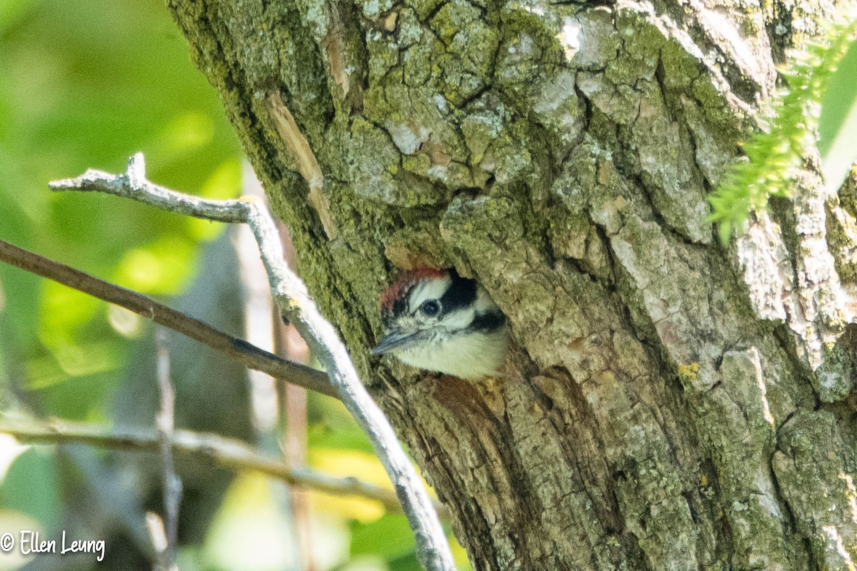 Downy Woodpecker - Michael & Ellen LAM