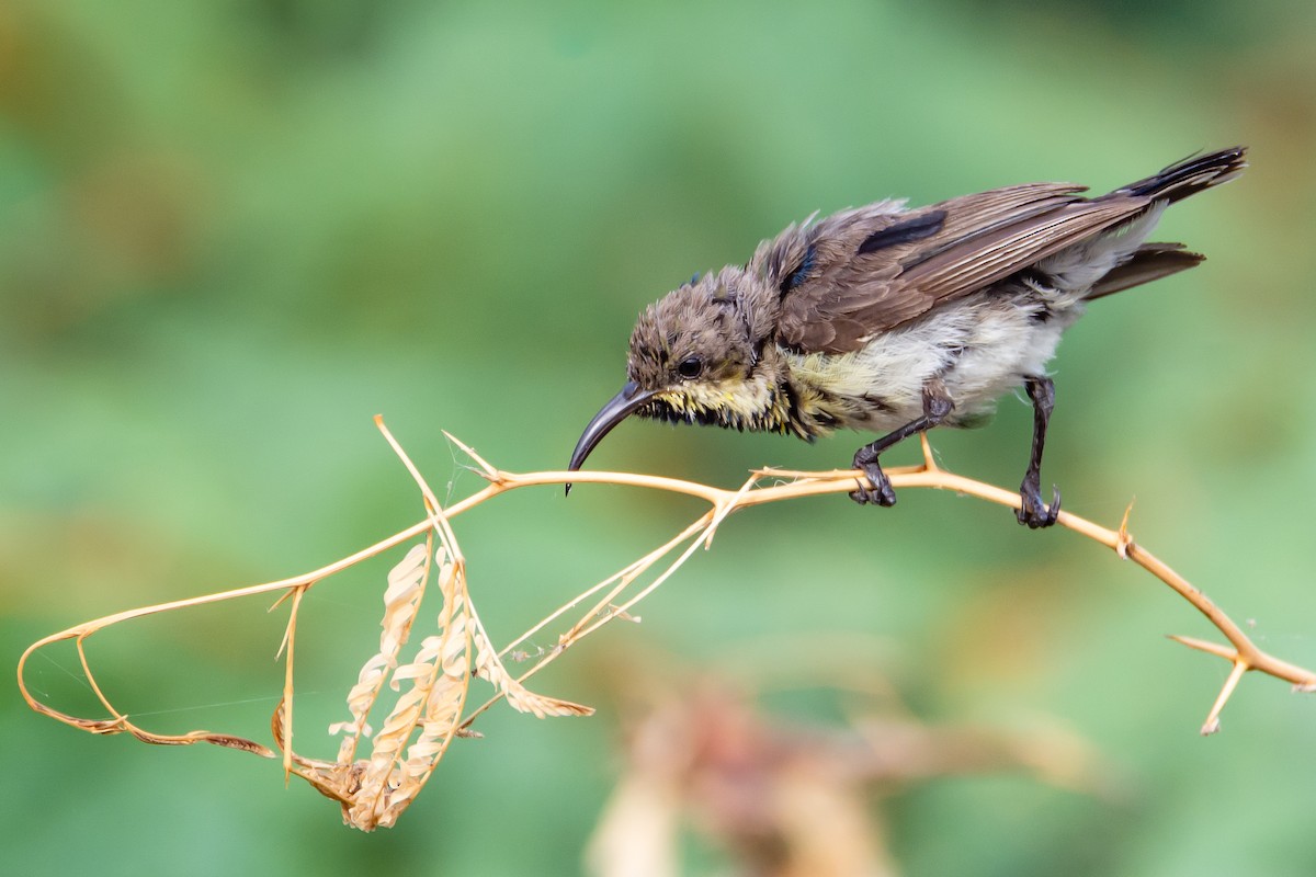 Purple Sunbird - Ramesh Desai