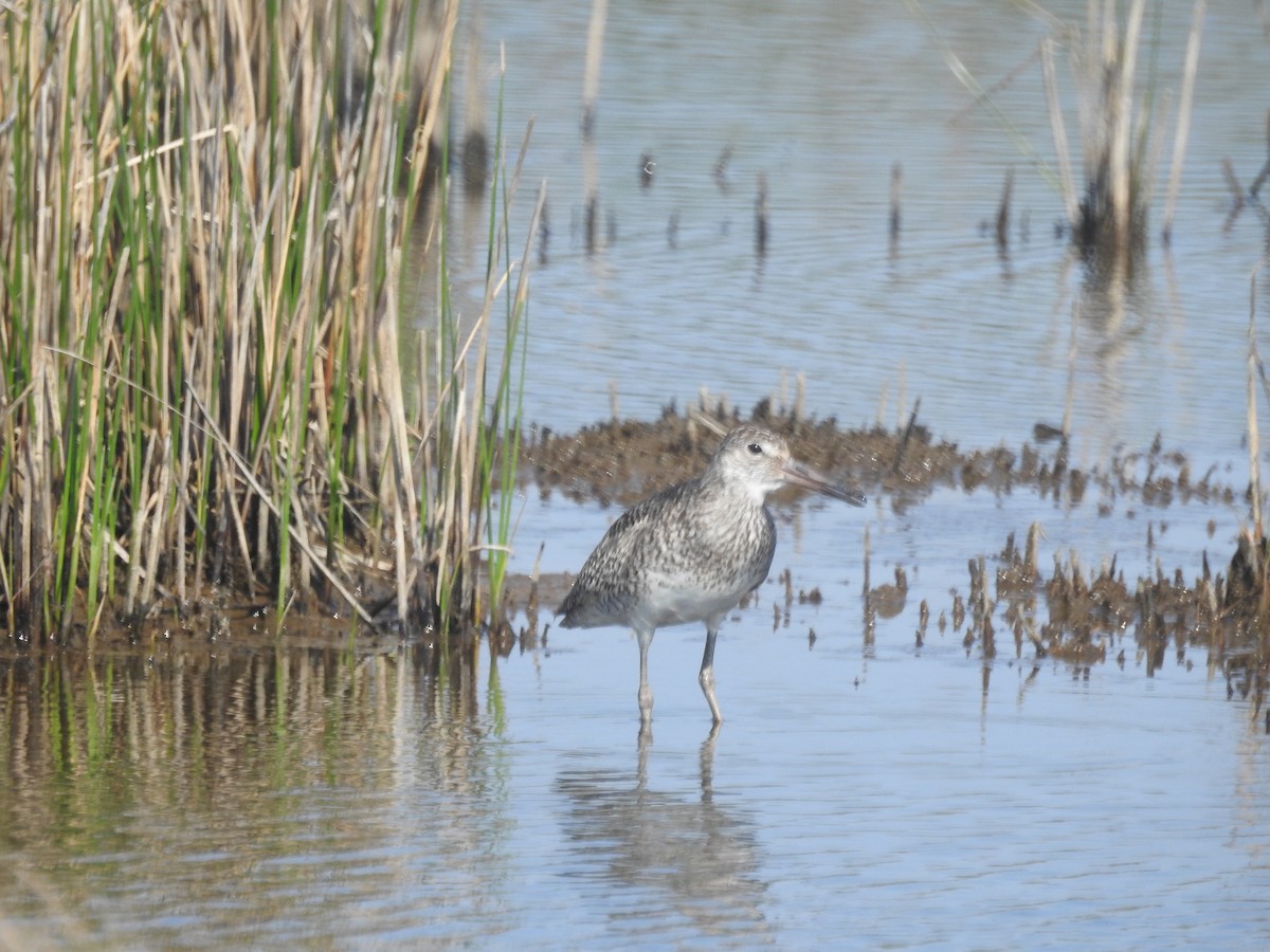 Willet - ML241111061