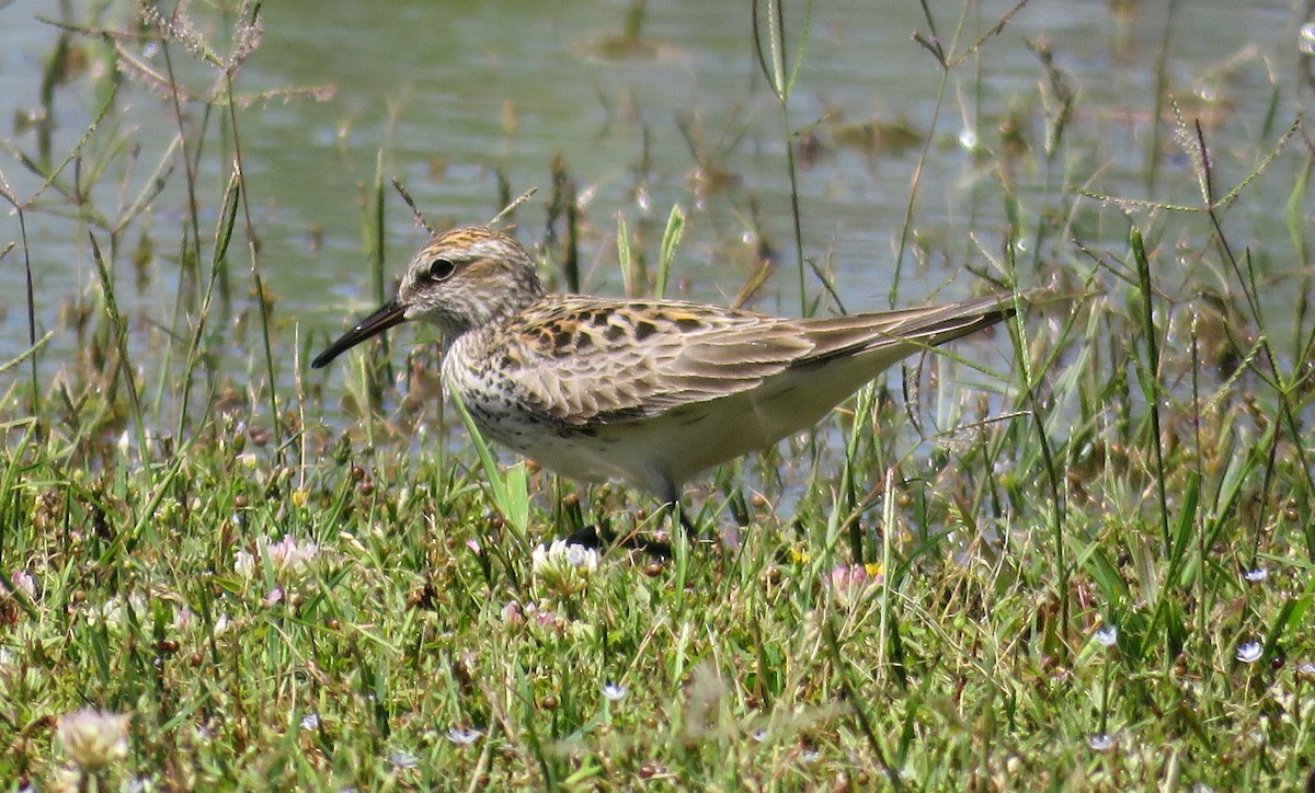 White-rumped Sandpiper - ML241111591