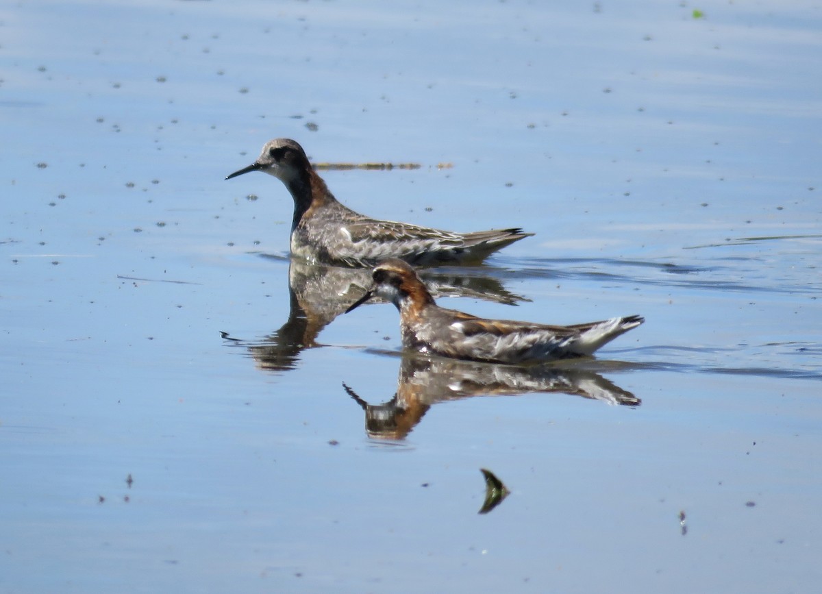 svømmesnipe - ML241111771