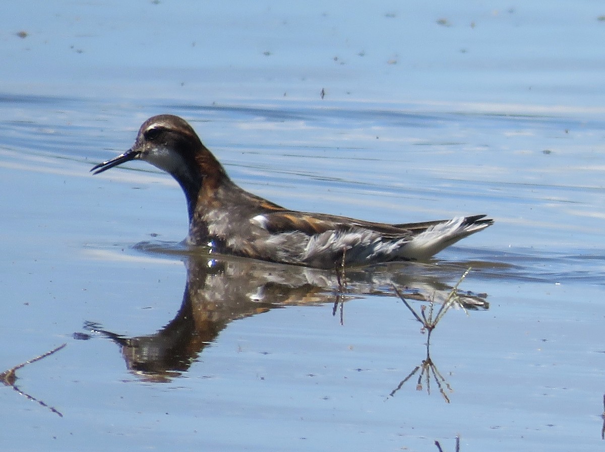 Red-necked Phalarope - ML241111801