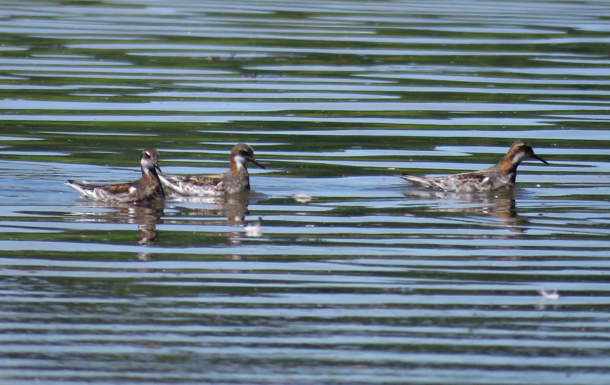 Phalarope à bec étroit - ML241111821