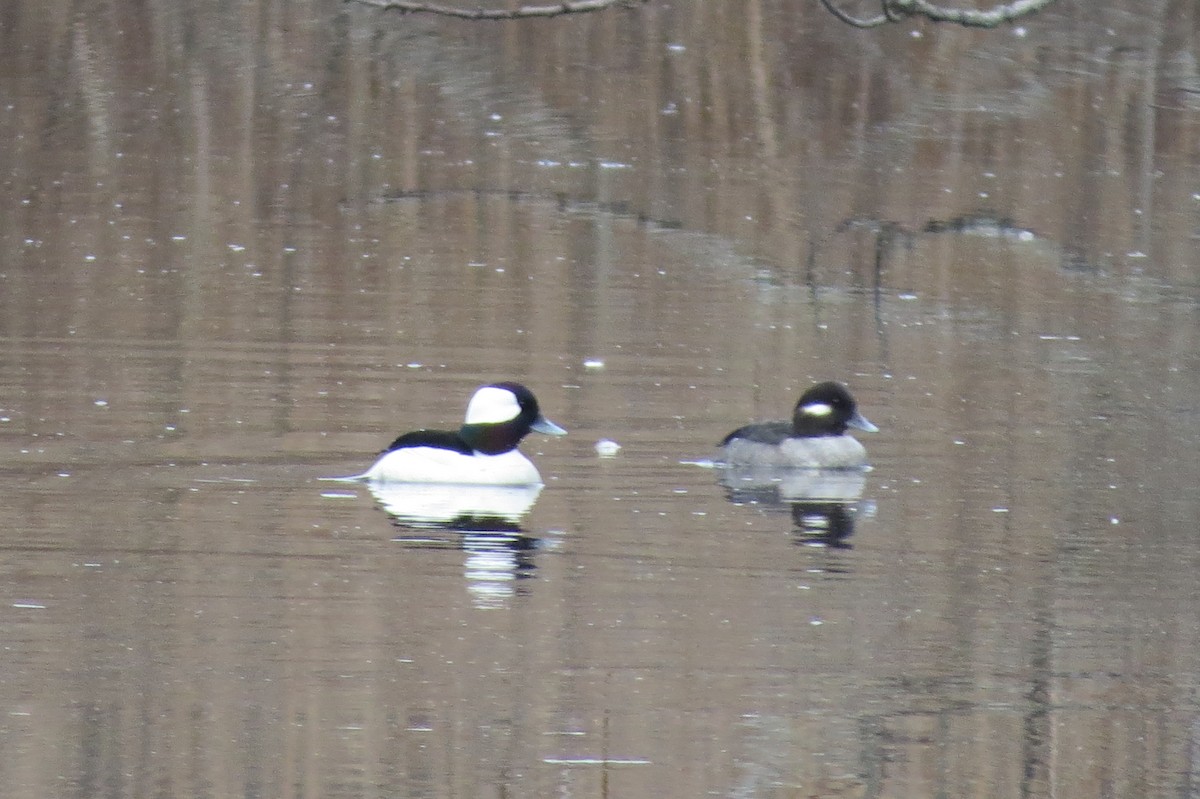 Bufflehead - ML24111281