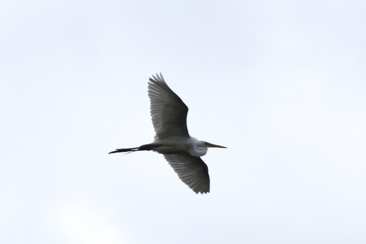 Great Egret - ML241113081