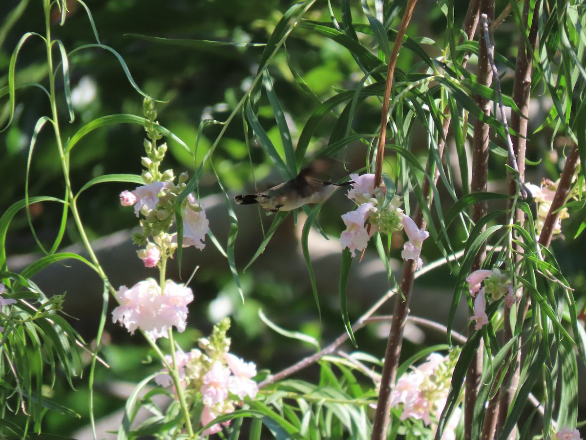 Costa's Hummingbird - ML241113581