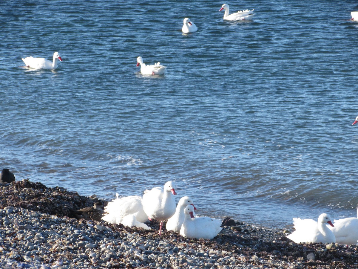 Coscoroba Swan - ML241114241