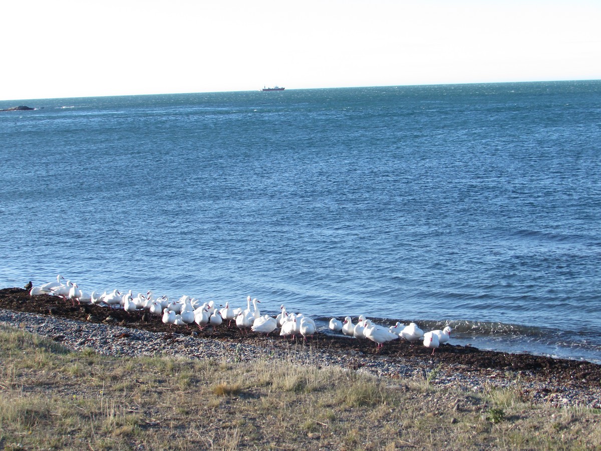 Coscoroba Swan - ML241114391