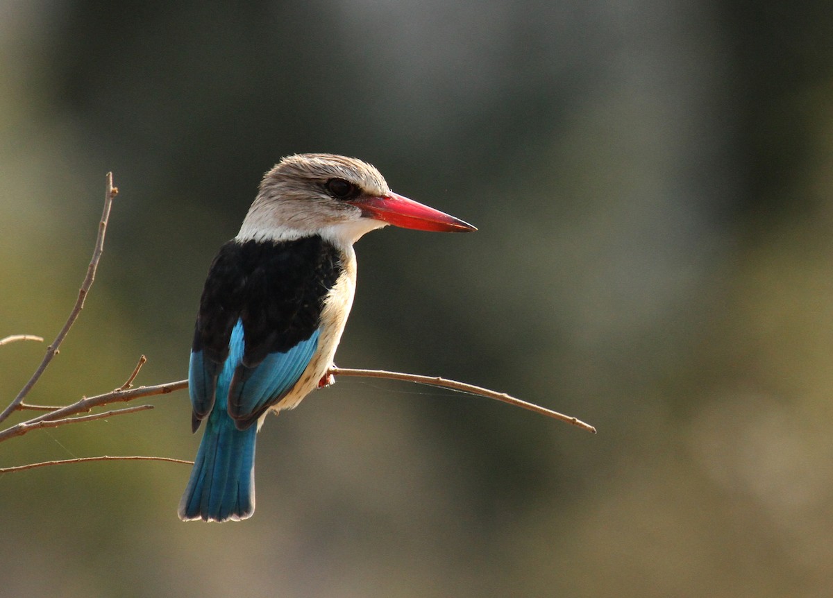 Brown-hooded Kingfisher - ML241115651