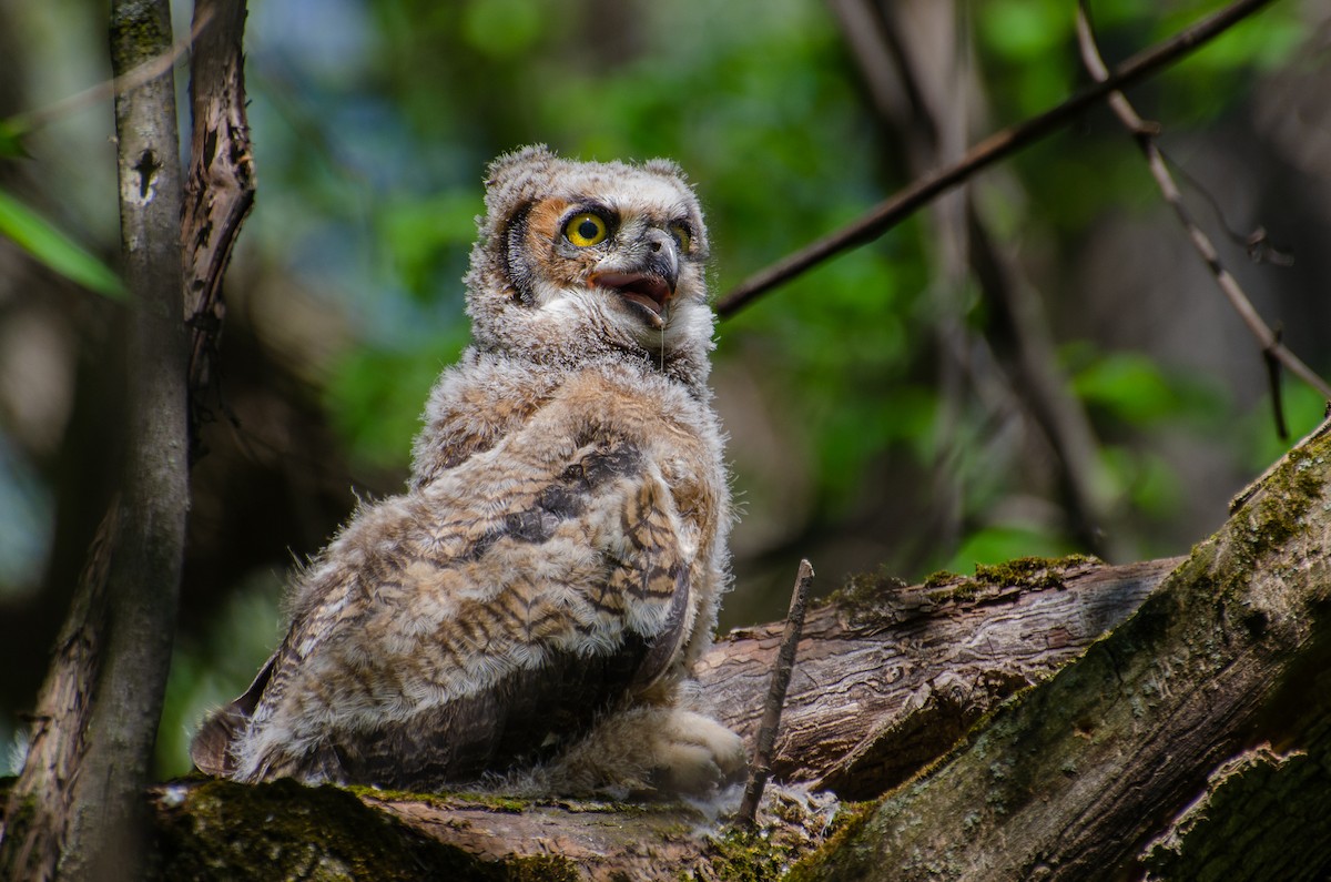Great Horned Owl - ML241116561