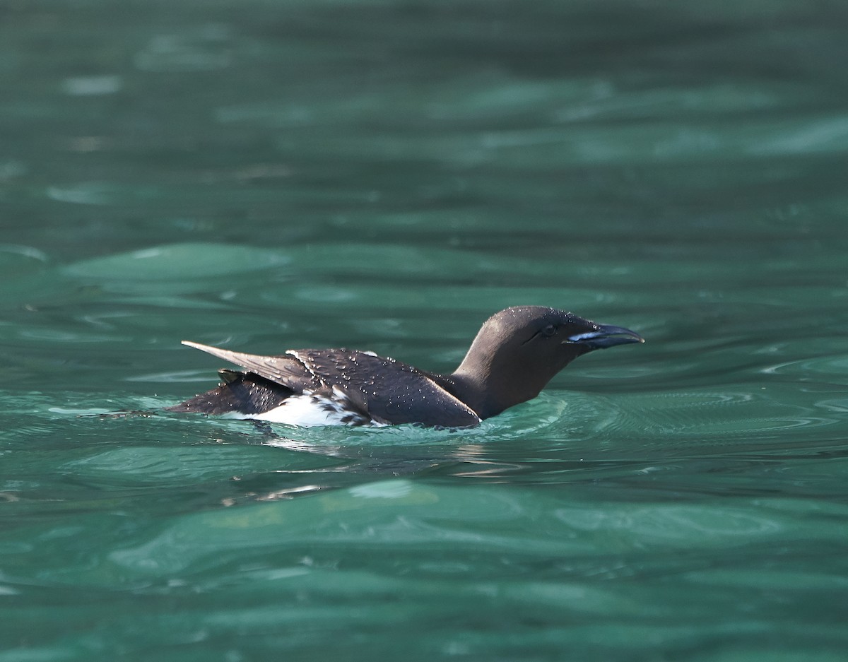 Thick-billed Murre - ML241117681