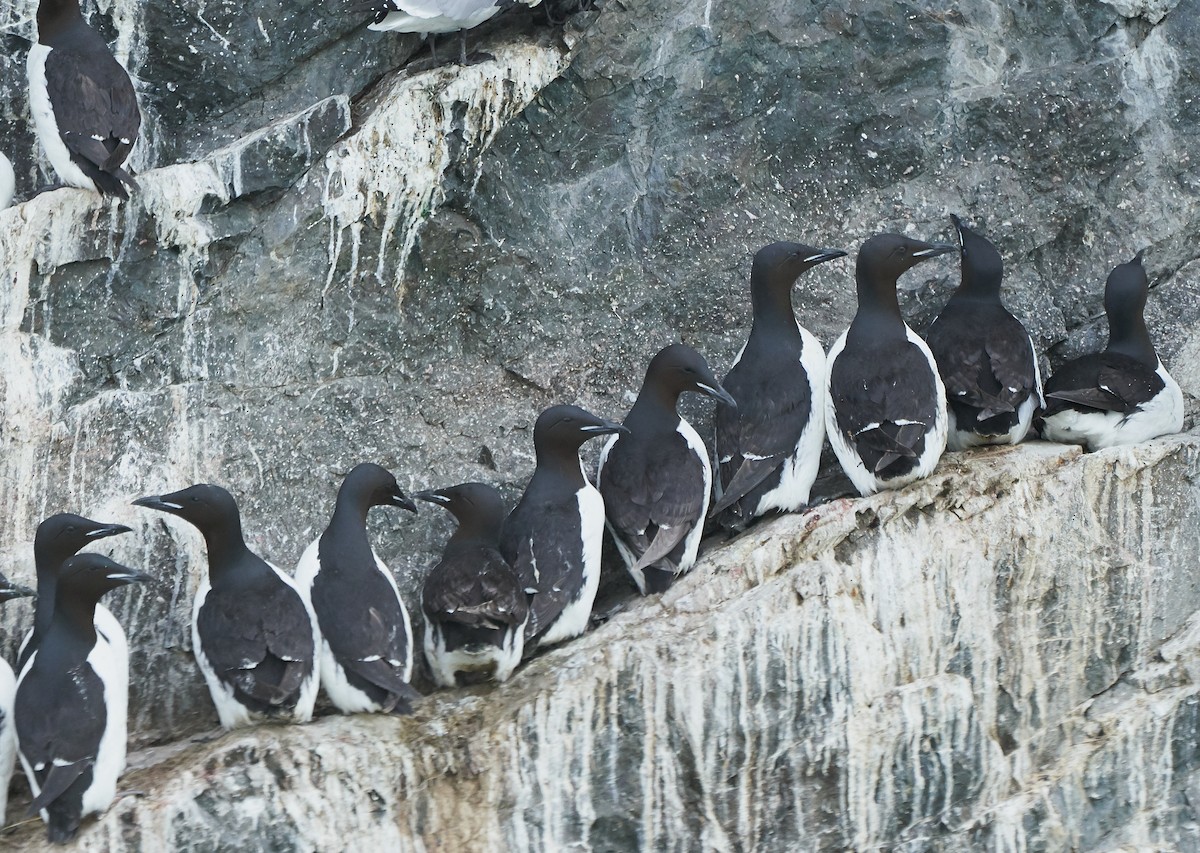 Thick-billed Murre - Brooke Miller