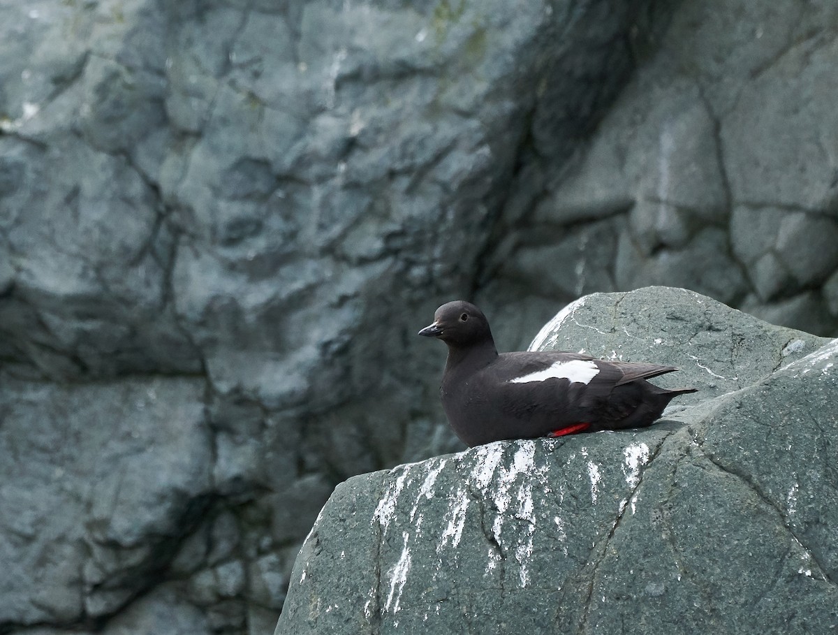 Pigeon Guillemot - ML241117751