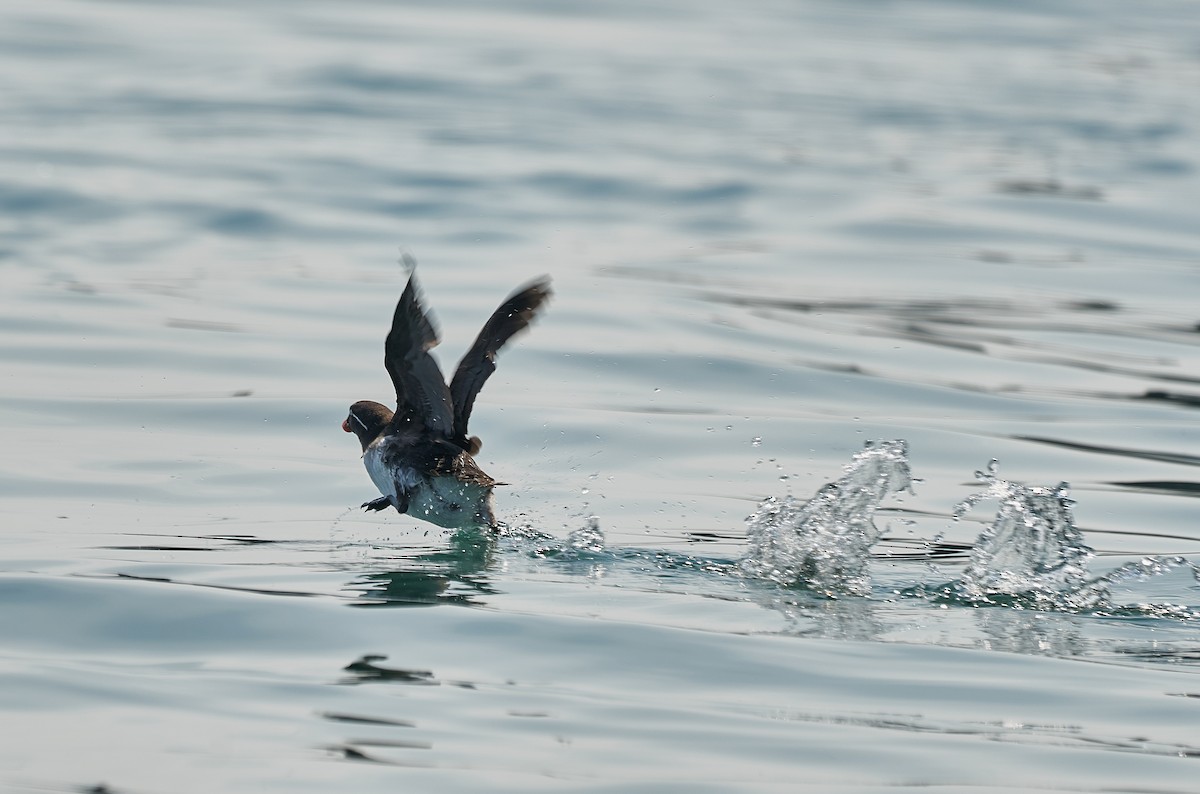 Parakeet Auklet - ML241117901