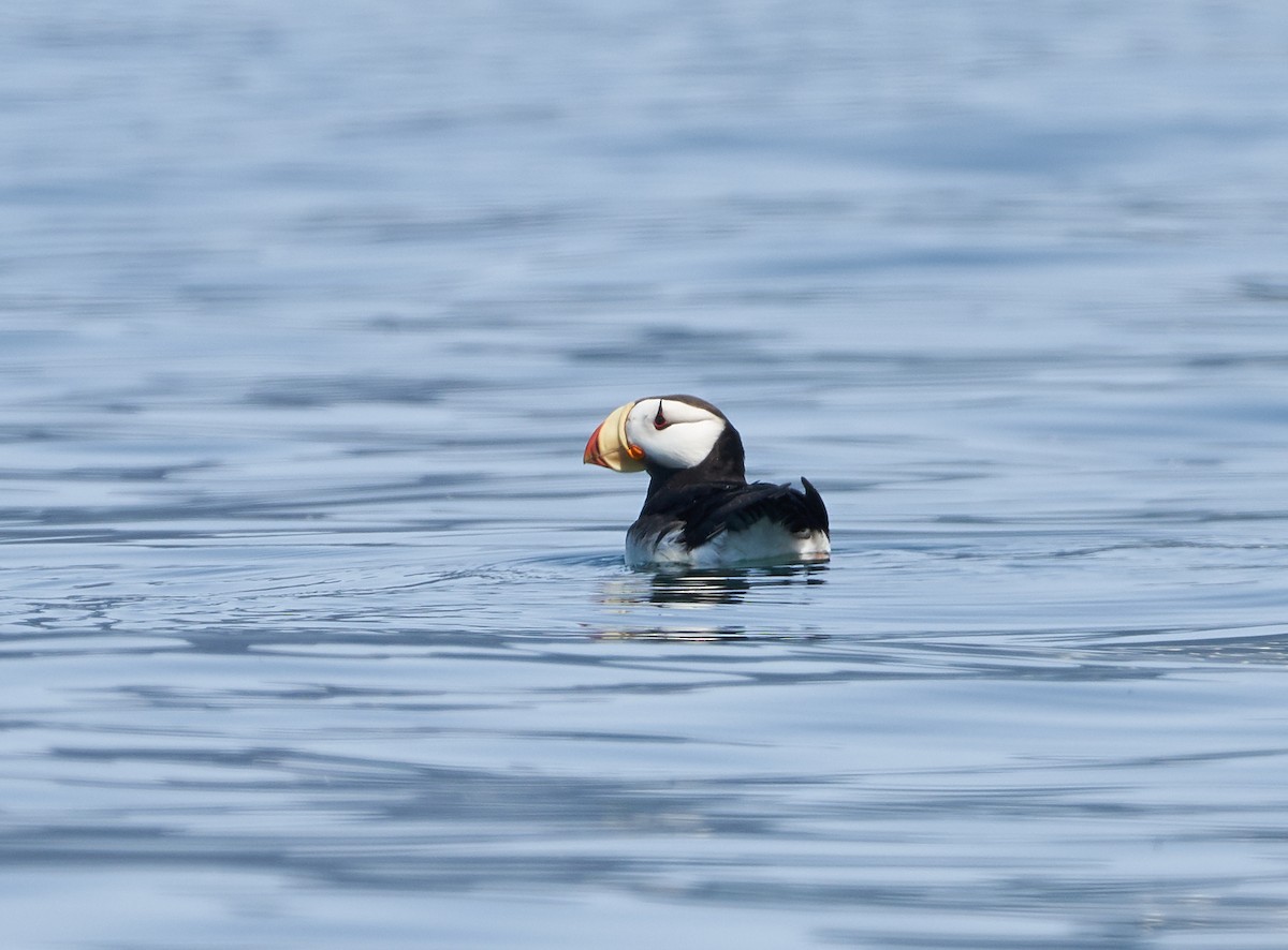 Horned Puffin - ML241118041