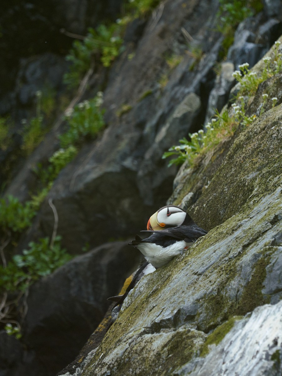 Horned Puffin - ML241118161