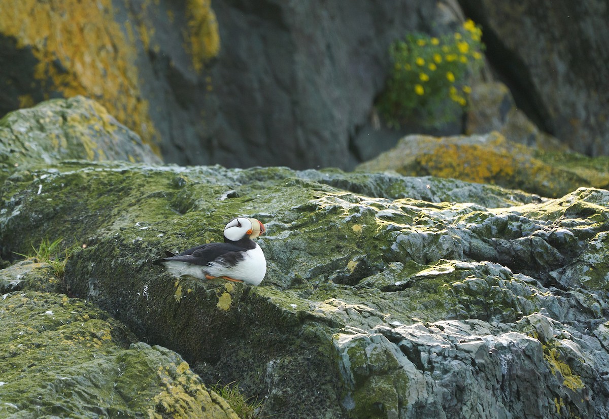 Horned Puffin - ML241118191