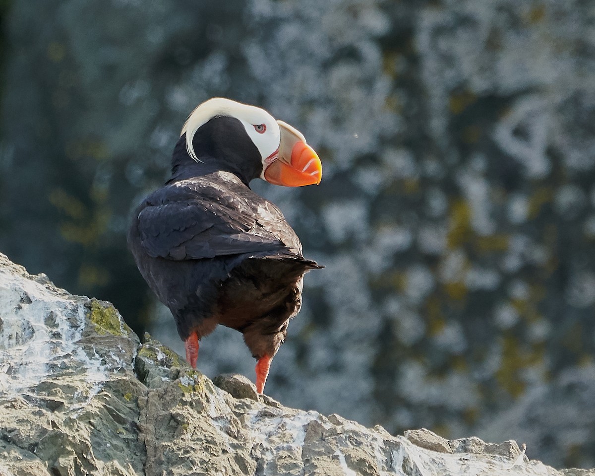Tufted Puffin - ML241118311