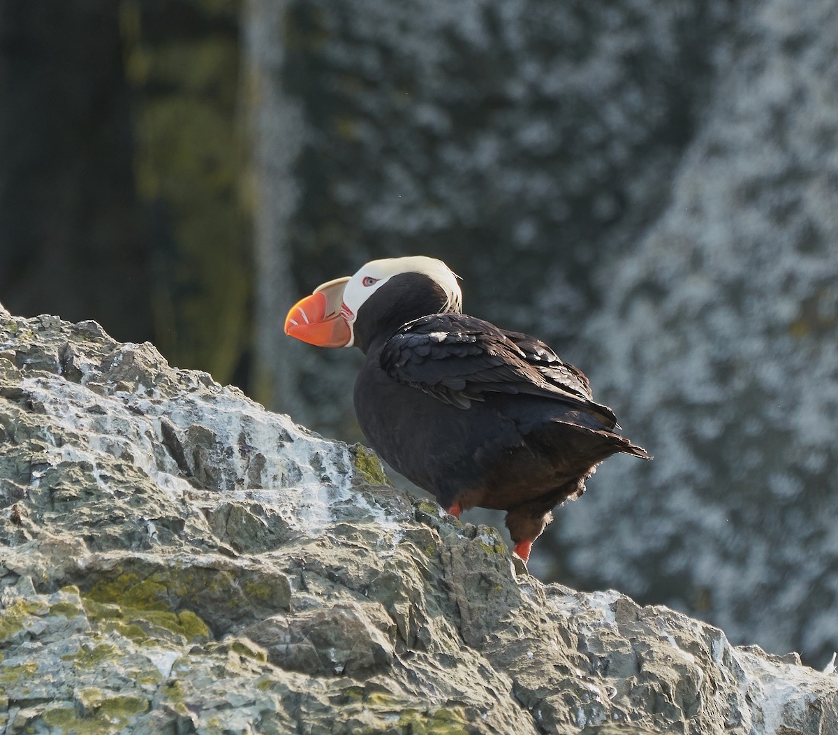 Tufted Puffin - ML241118481