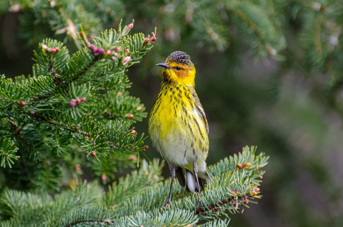 Cape May Warbler - ML241118501