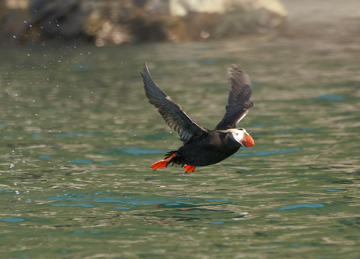 Tufted Puffin - ML241118571