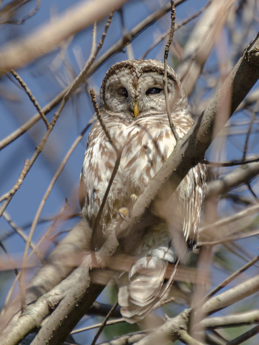 Barred Owl - ML241120031