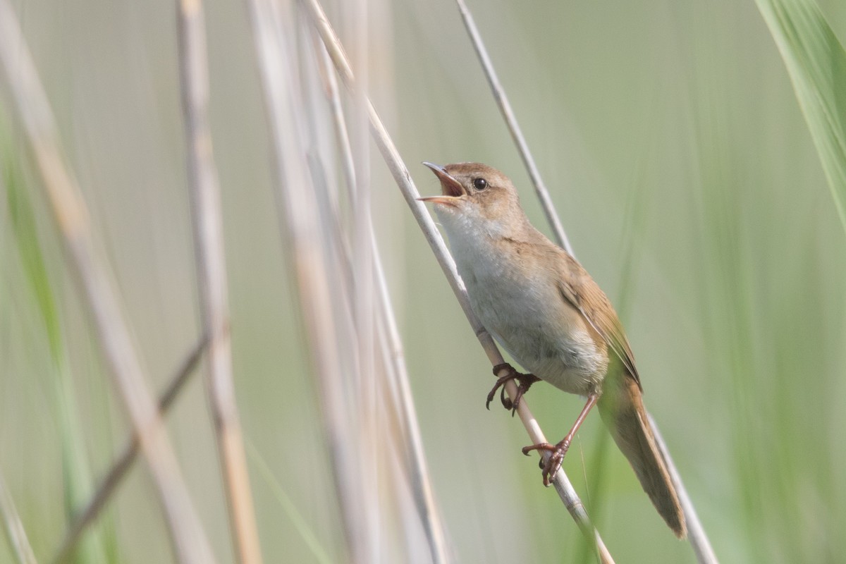 Marsh Grassbird - Yann Muzika