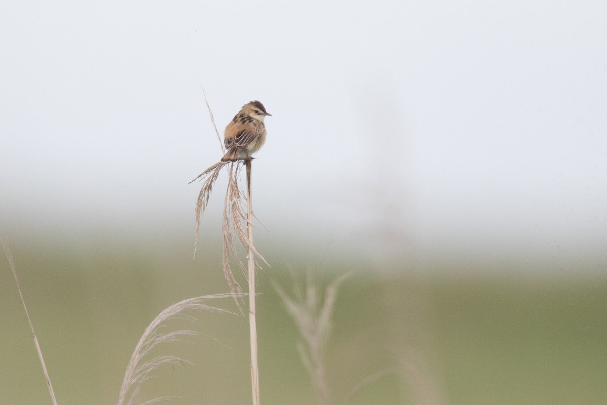 Zitting Cisticola (Far Eastern) - ML241120931