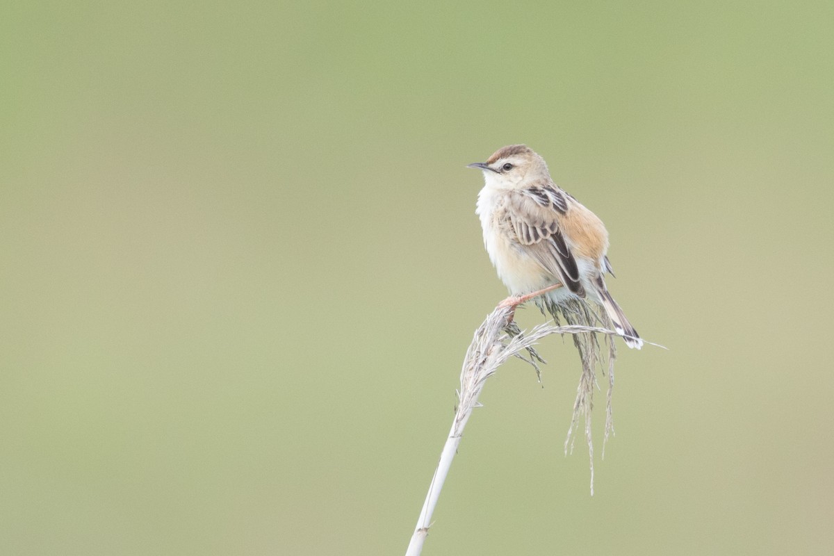 Zitting Cisticola (Far Eastern) - ML241120951