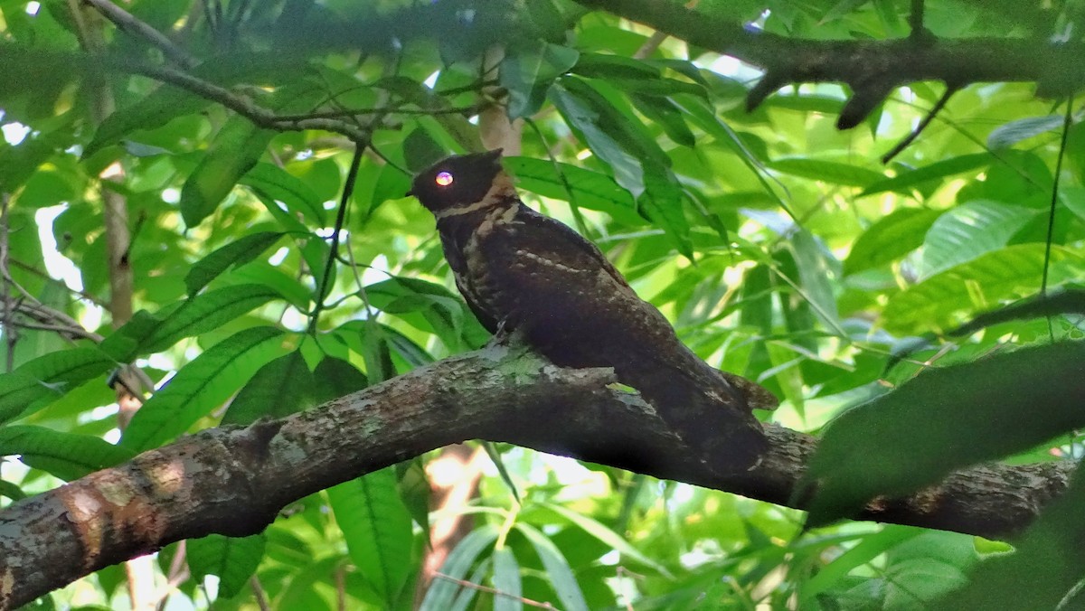 Great Eared-Nightjar - ML241123851