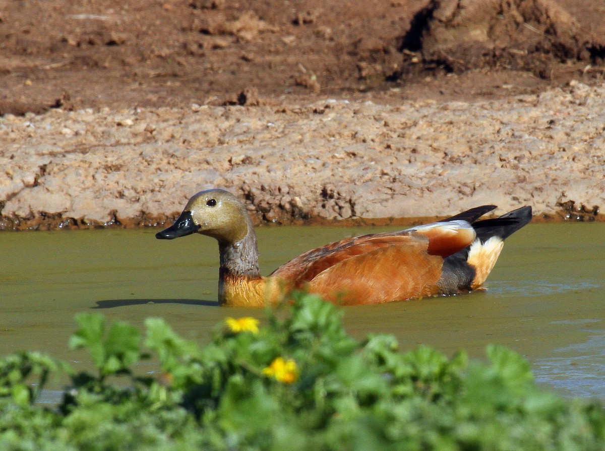 South African Shelduck - Cathy Sheeter