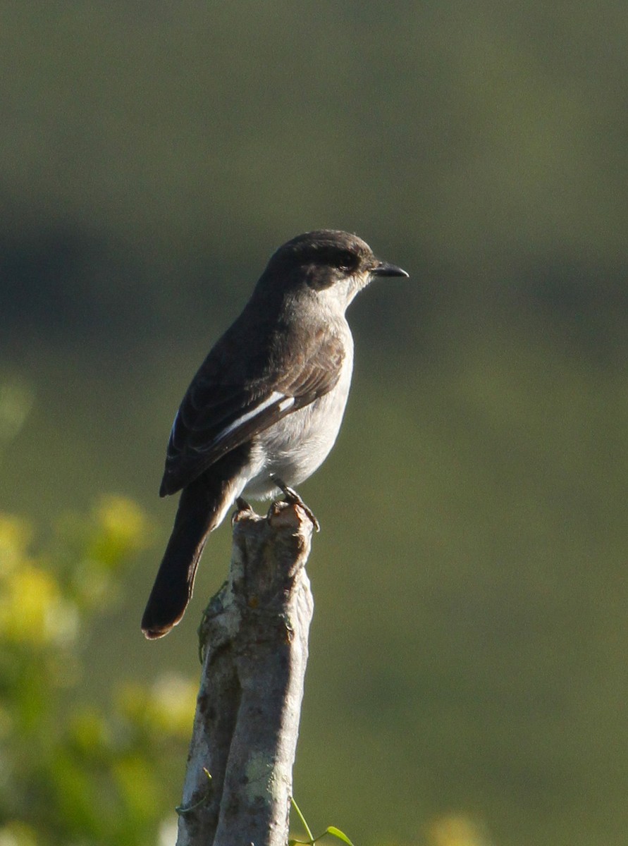 Fiscal Flycatcher - Cathy Sheeter