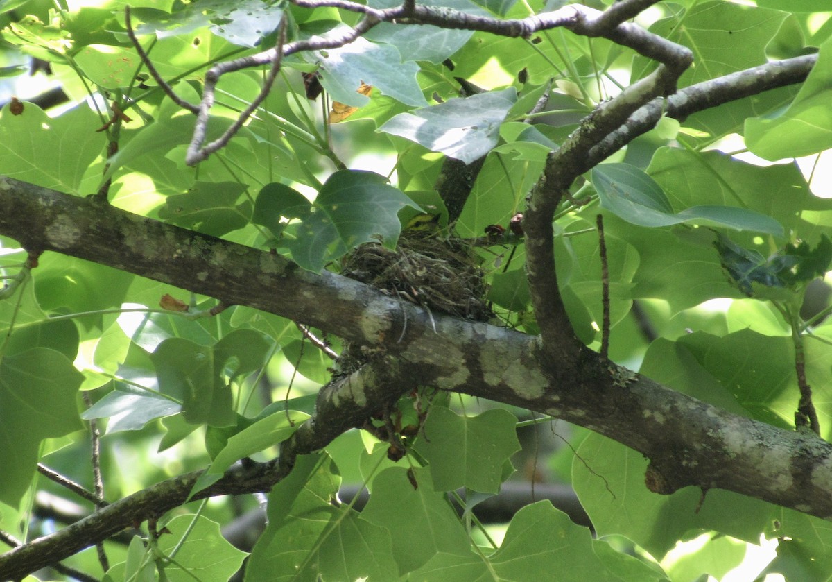 Black-throated Green Warbler - Garrett Rhyne