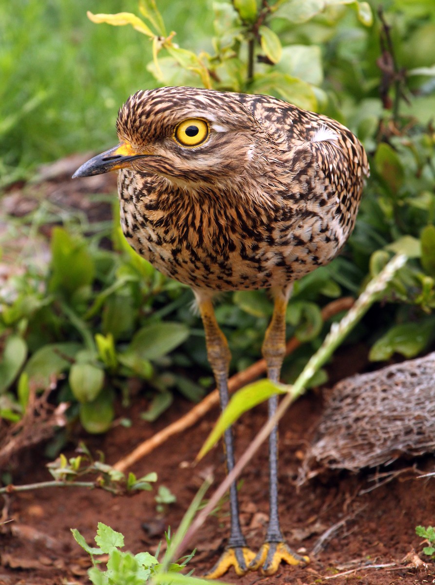 Spotted Thick-knee - Cathy Sheeter