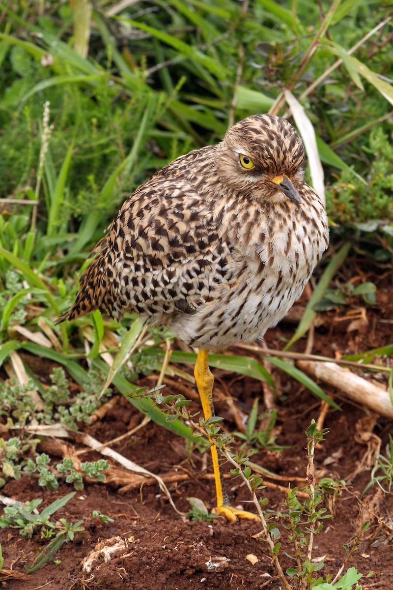 Spotted Thick-knee - Cathy Sheeter
