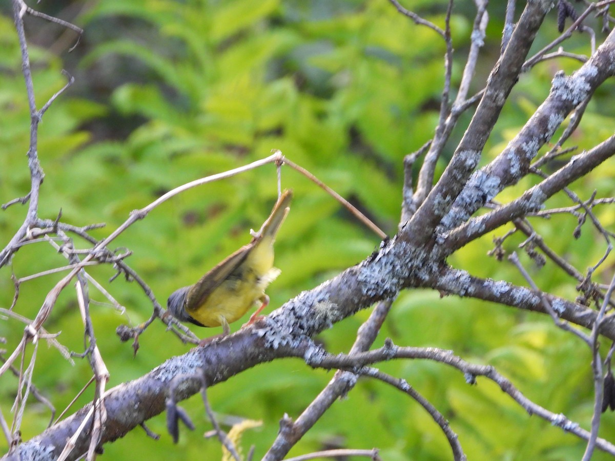 Mourning Warbler - ML241126191