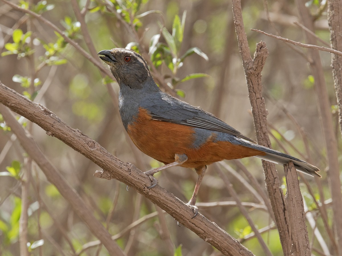Rufous-bellied Mountain Tanager - Sam Woods/Tropical Birding Tours