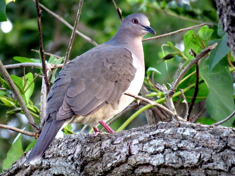 White-tipped Dove - ML241131531