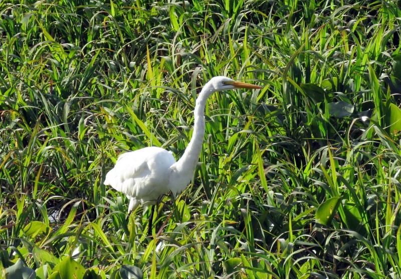 Great Egret - ML241131601