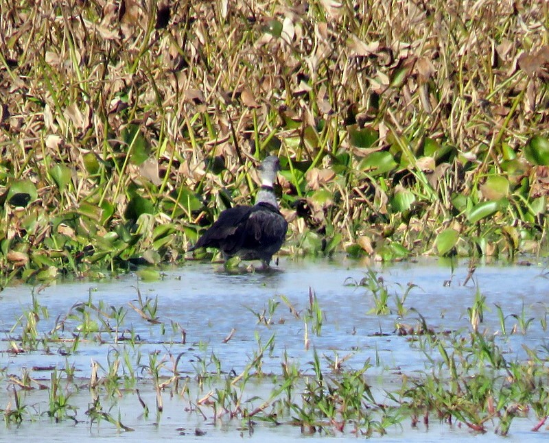 Southern Screamer - ML241131621