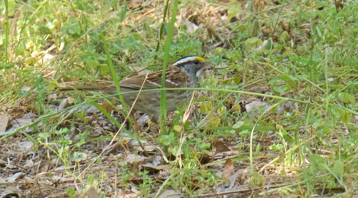 White-throated Sparrow - ML241131631