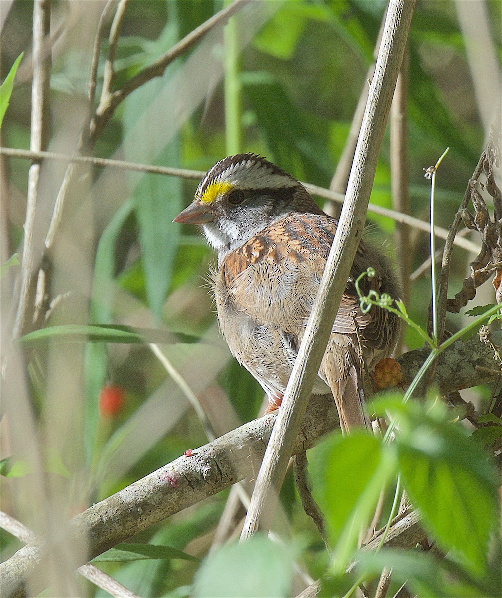 White-throated Sparrow - ML241131651