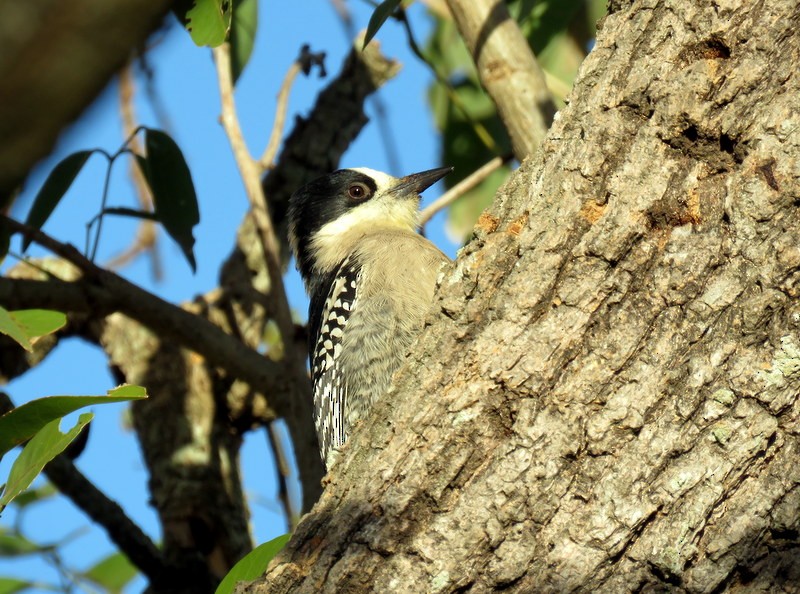 White-fronted Woodpecker - ML241131701